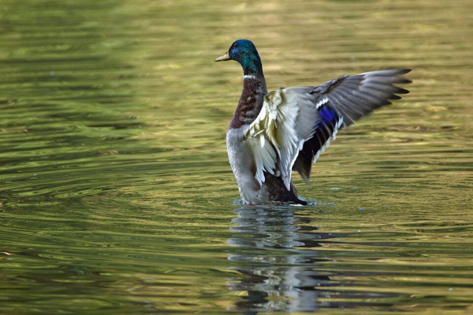 Un germano reale maschio si alza sull'acqua verde del laghetto spiegando le ali e mostrando lo specchio alare blu iridescente.