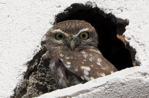Civetta, piccolo rapace della famiglia degli Strigidi.
