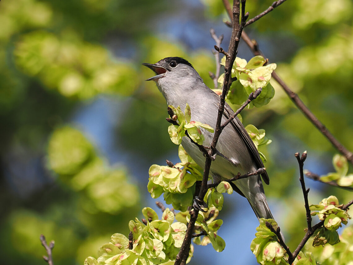 Un esemplare maschio di Capinera con il caratteristico cappuccio nero mentre canta sul ramo di un albero con foglie verdi primaverili