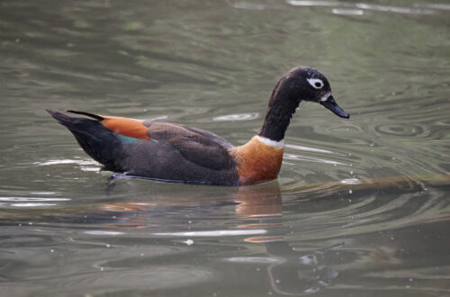 Una femmina di Casarca australiana (Tadorna tadornoides) mentre nuota nell'acqua del laghetto del Parco Castello a Legnano.